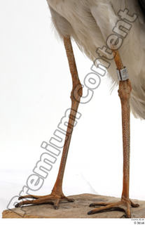 Black stork leg 0033.jpg